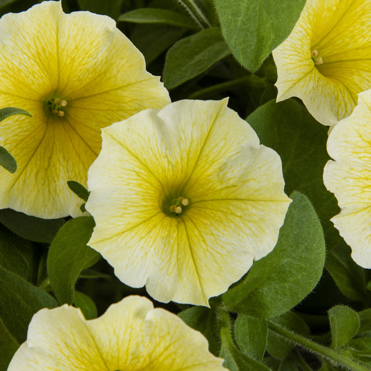 Bees Knees 1.5G Yellow Petunia Annual Live Plant (1 Pack) with Hanging Basket