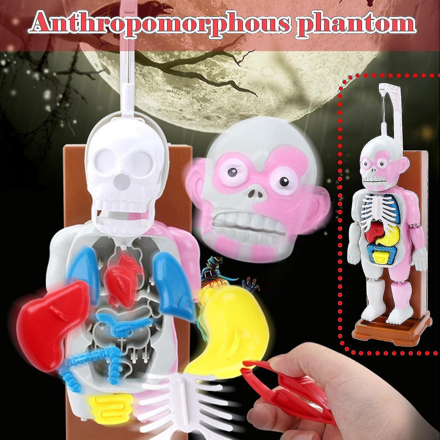 Children's Toy Human Body Model 3d Human Organ Anatomical Assembly Model