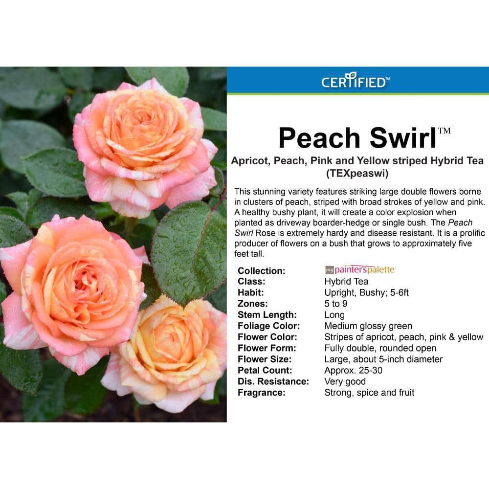 PAINTERS COLLECTION 2 Gal. Peach Swirl Rose with Variegated Peach Flowers 17522