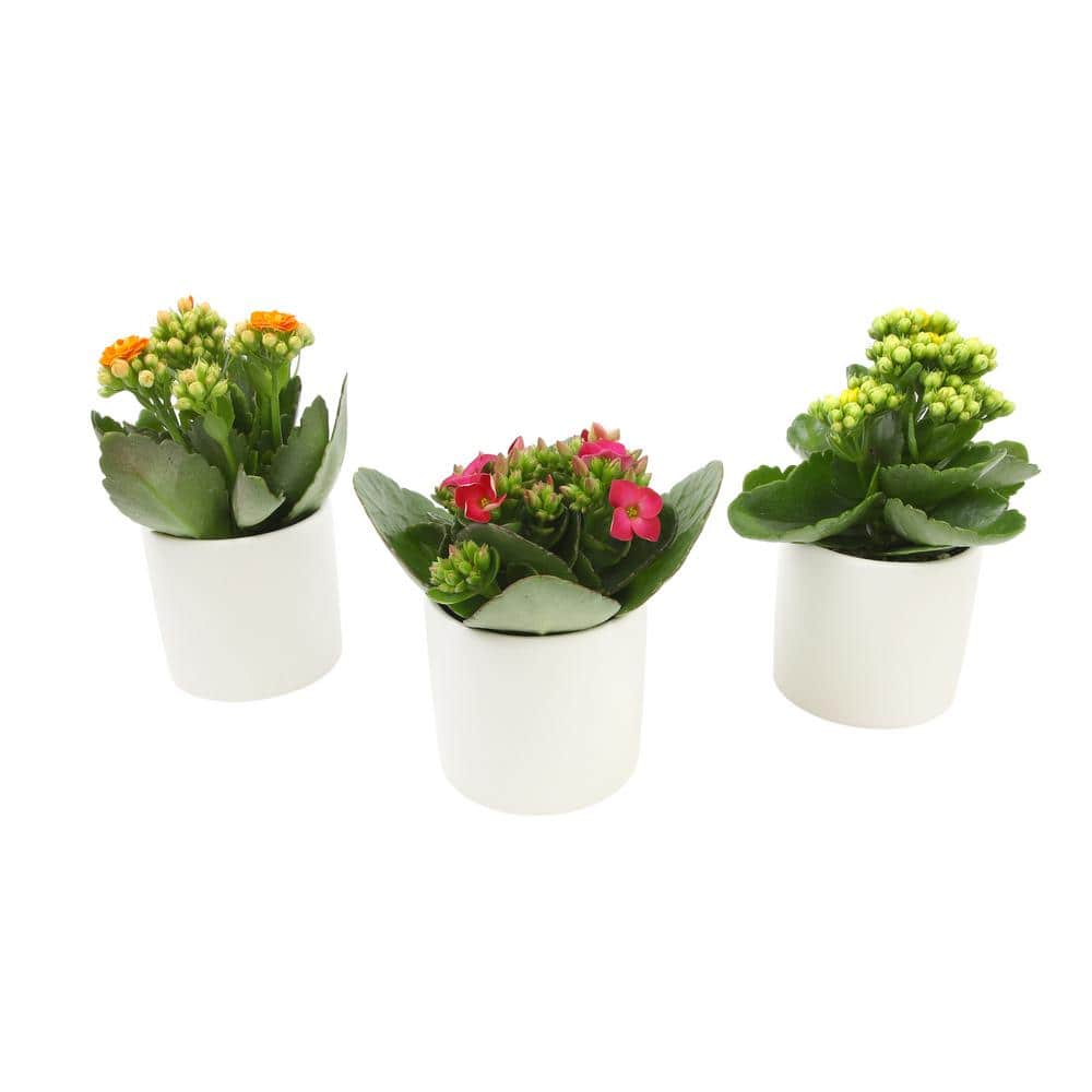 ALTMAN PLANTS 3-Pack 2.5 in. Kalanchoe Bloss Live Succulents in Assorted Colors with White Ceramic Pots 0872859