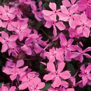 Vigoro 2 QT Phlox Woodland Phlox 'Woodlander Pink' Pink Perennial Plant 1005991342