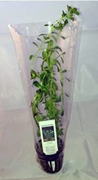 Moneywort (Bacopa Monnieri) Potted Live Aquatic Plant