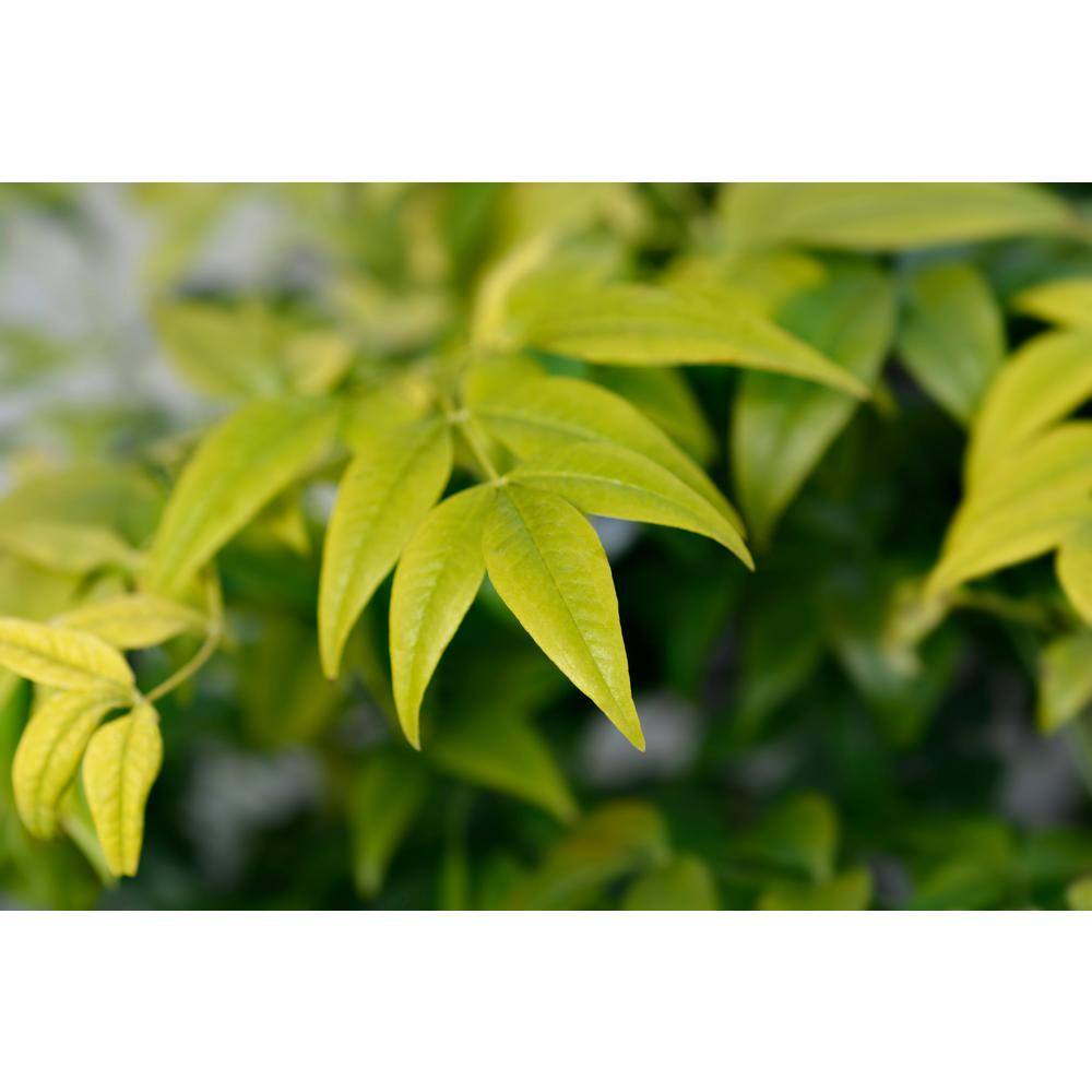 SOUTHERN LIVING 3 Gal. Lemon Lime Nandina Heavenly Bamboo Live Evergreen Shrub with Lime Green Foliage (1-Pack) NANDI3LLM1PK