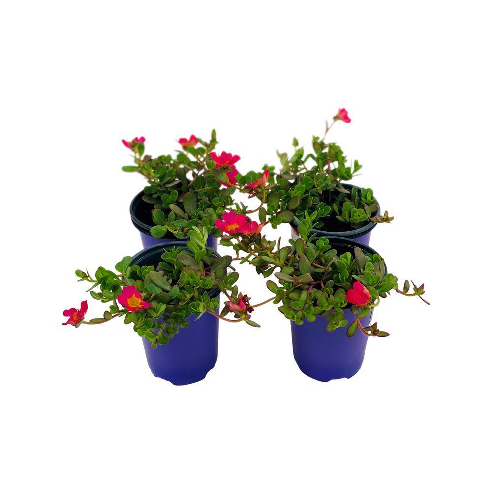 Pure Beauty Farms 1.38 Pt. Purslane Plant Hot Pink Flowers in 4.5 In. Grower's Pot (4-Plants) DC45PURSLPIN4