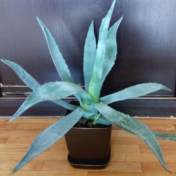 Agave americana, Century Plant - Succulent Plant