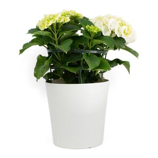 Pure Beauty Farms 1.9 Gal. Hydrangea Shrub Assorted Colors in 9.25 in. Designer Plastic Pot BOPIS2046