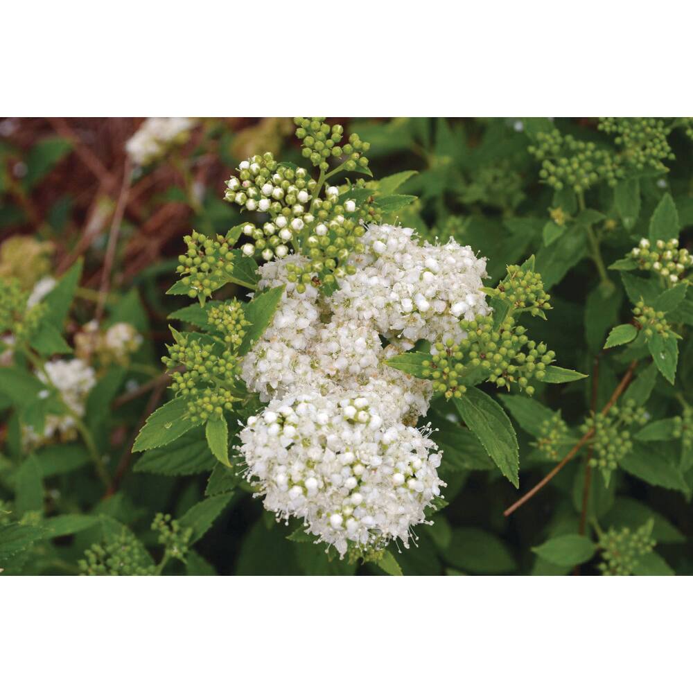 Vigoro 2 Gal. Sprinkle Of Sugar Spirea (Spiraea) Live Shrub with White Flowers 11636
