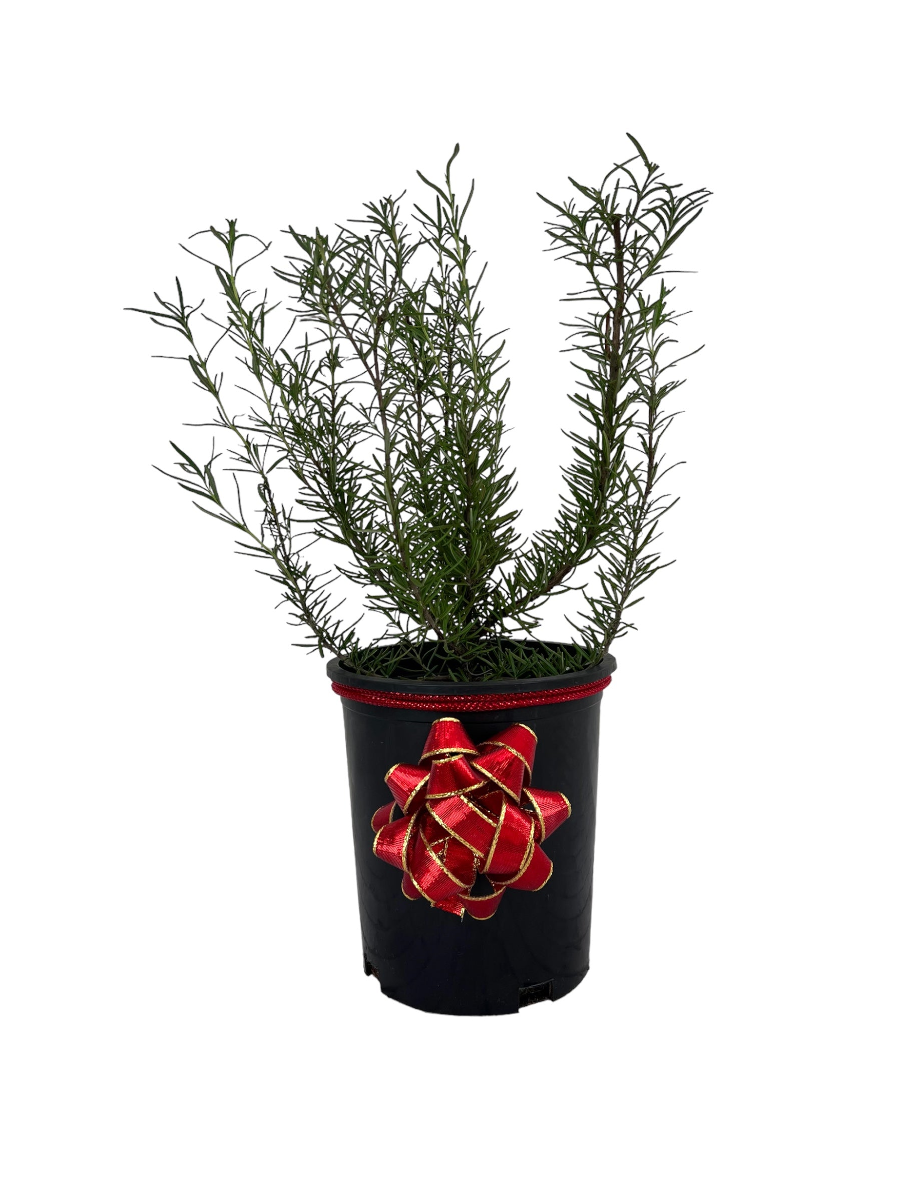 Tuscan Blue Rosemary-Live Christmas Tree