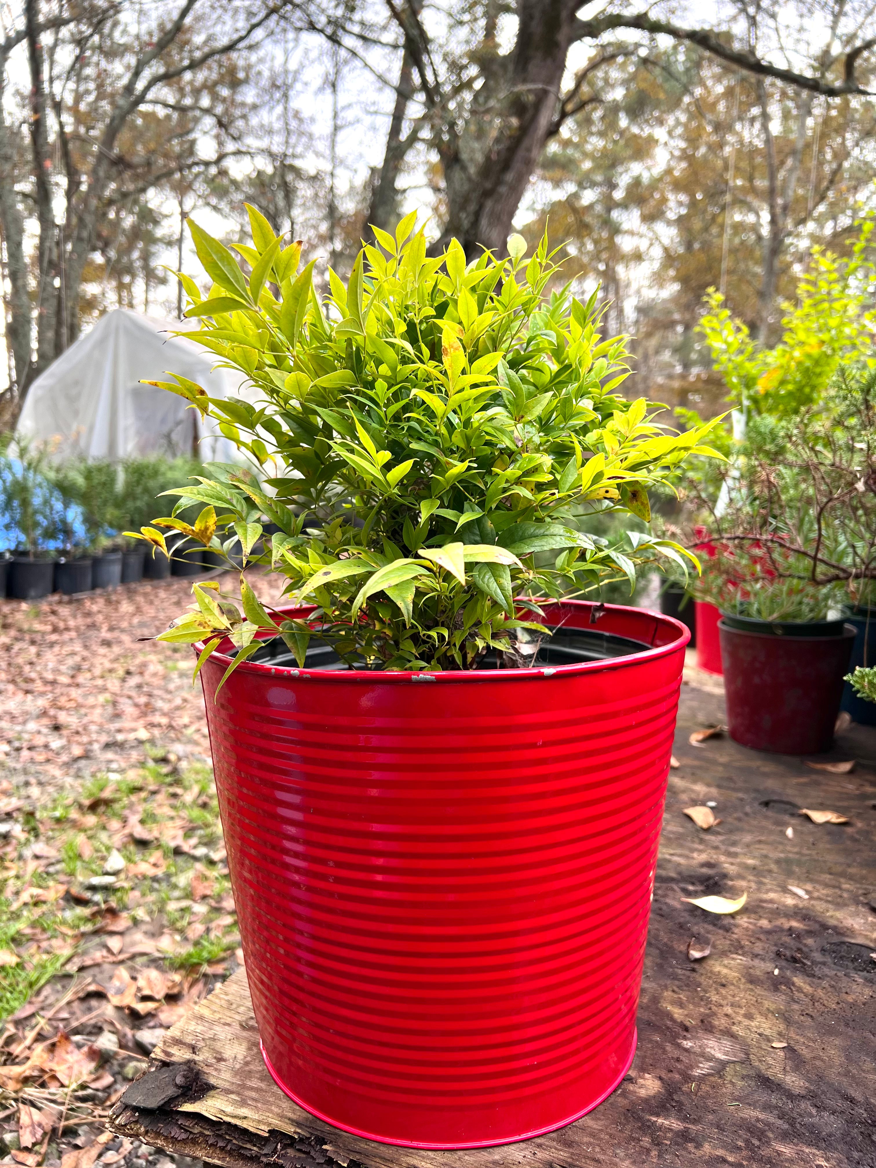 Nandina Domestica Alba 'Lemon Lime