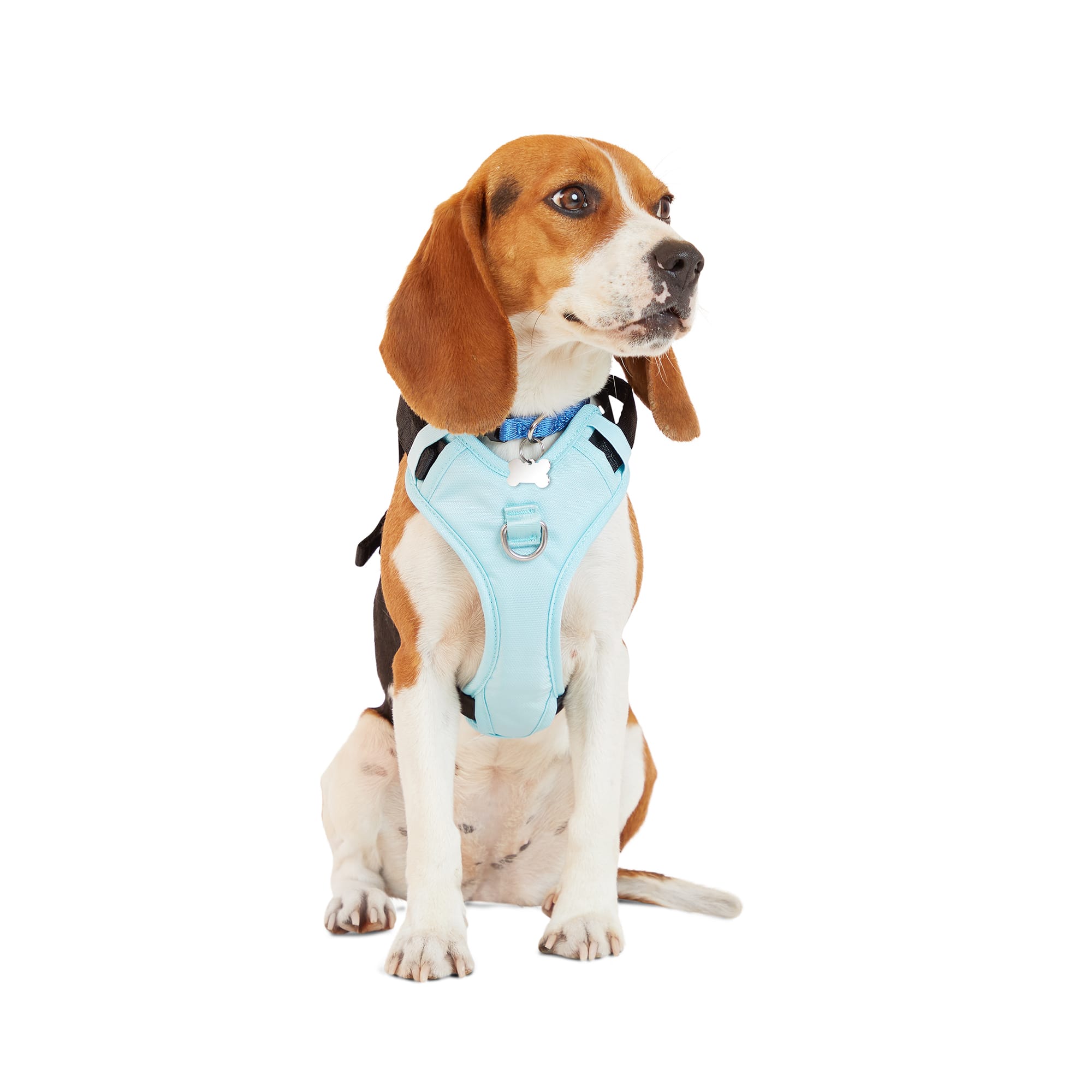 EVERYYAY Teal Crash Test Dog Harness， Small