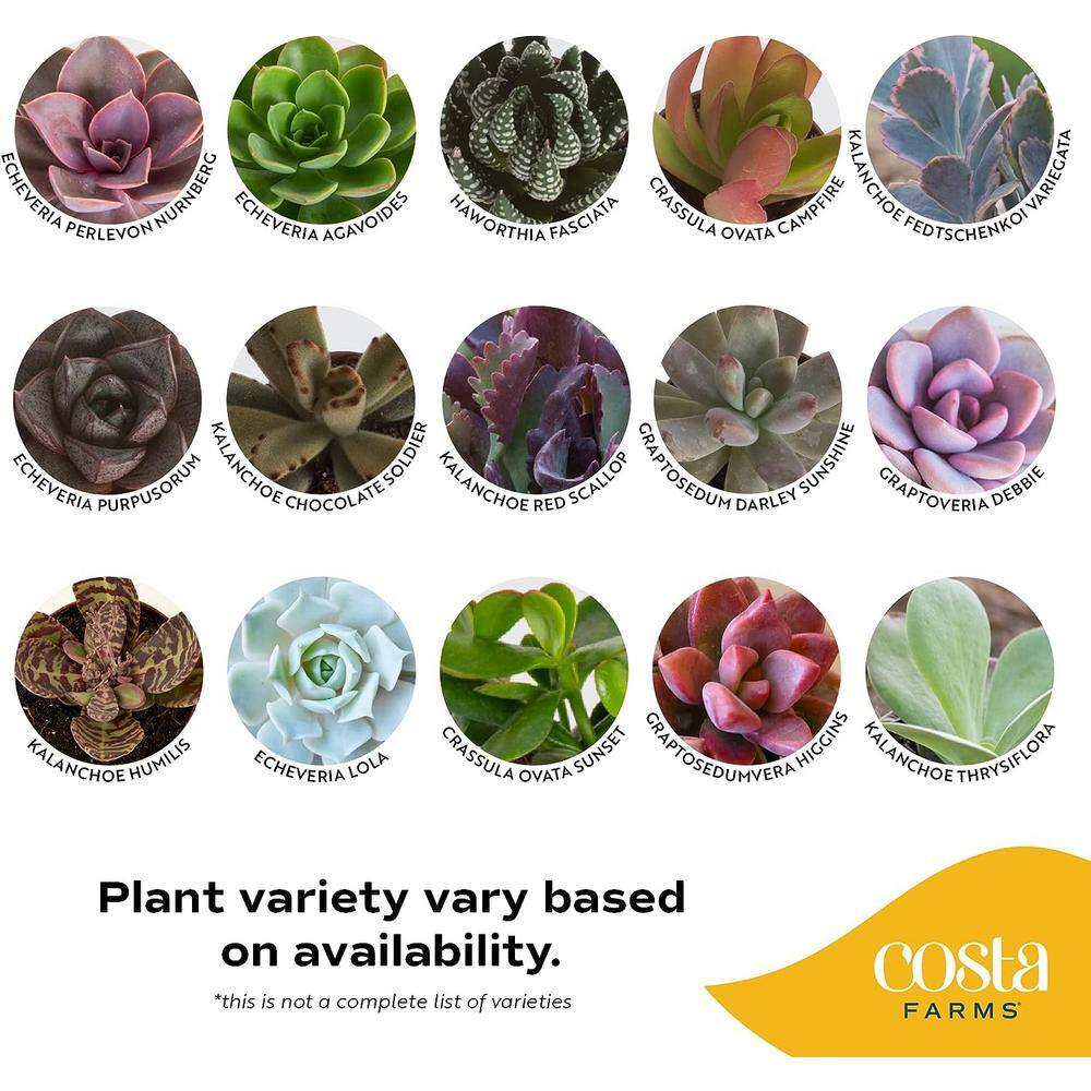 Costa Farms Mini Indoor Succulent Plants in 2 in. Ceramic Pots and Tray Avg. Shipping Height 2 in. Tall (48-Pack) CO.2SUCTRAY48