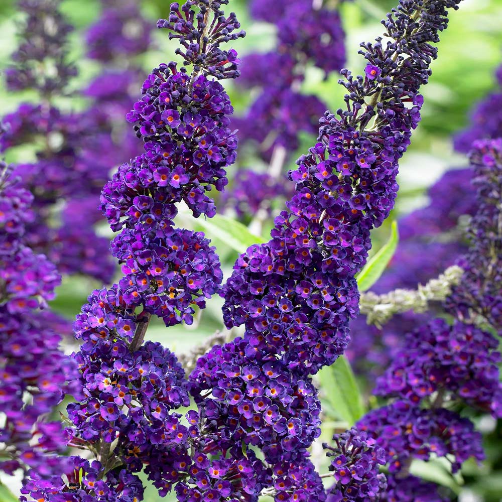 Black Knight Butterfly Bush