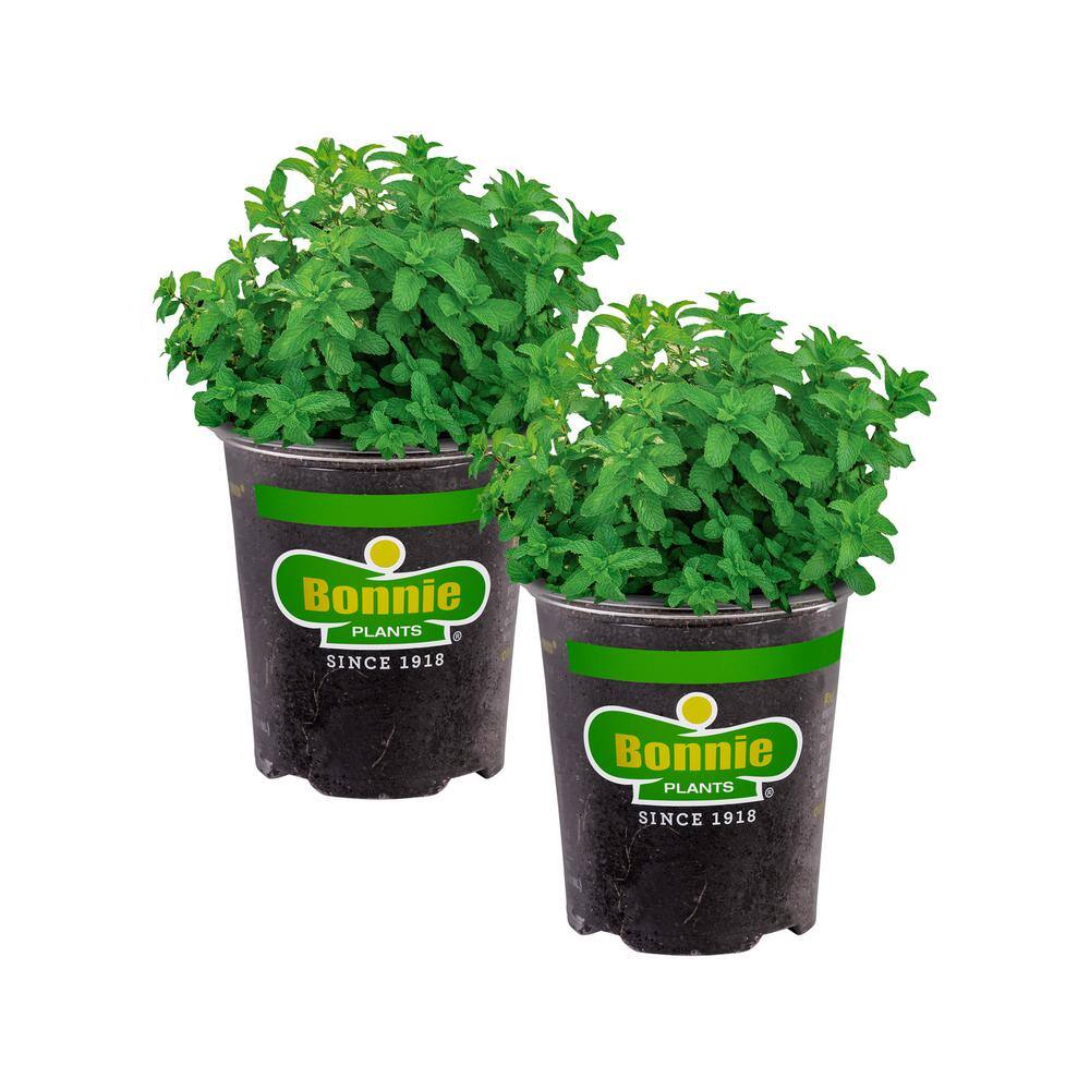 Bonnie Plants 19 oz. Lemon Balm Herb Plant (2-Pack) 202018