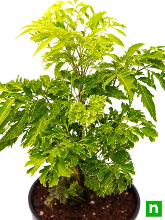 Aralia Green - Plant