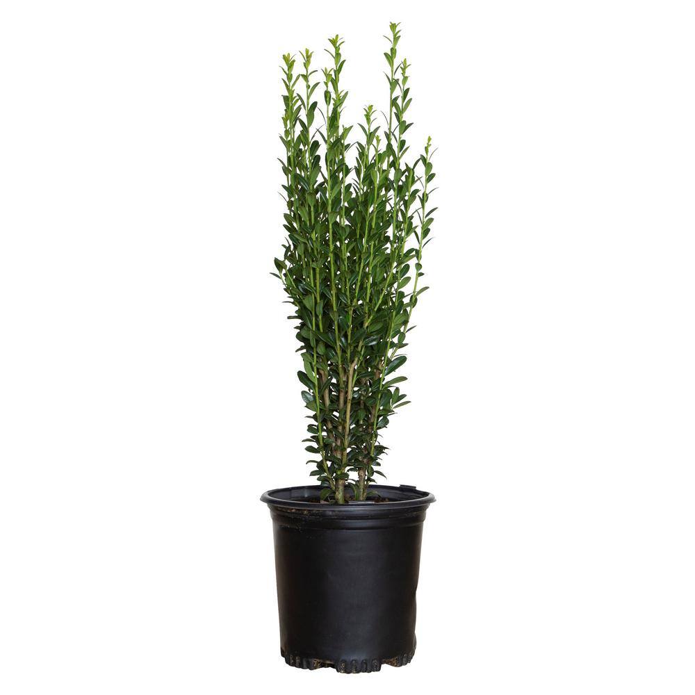 FLOWERWOOD 2.5 Qt. Sky Pencil Japanese Holly(Ilex) Live Plant Upright Growth Habit 3120Q