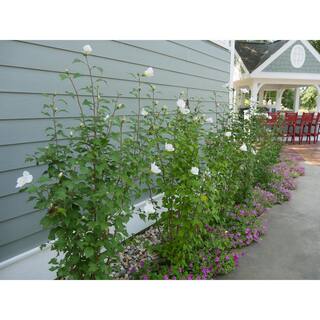 PROVEN WINNERS 1 Gal. White Pillar Rose of Sharon (Hibiscus) Live Shrub with White Flowers HIBPRC2416101