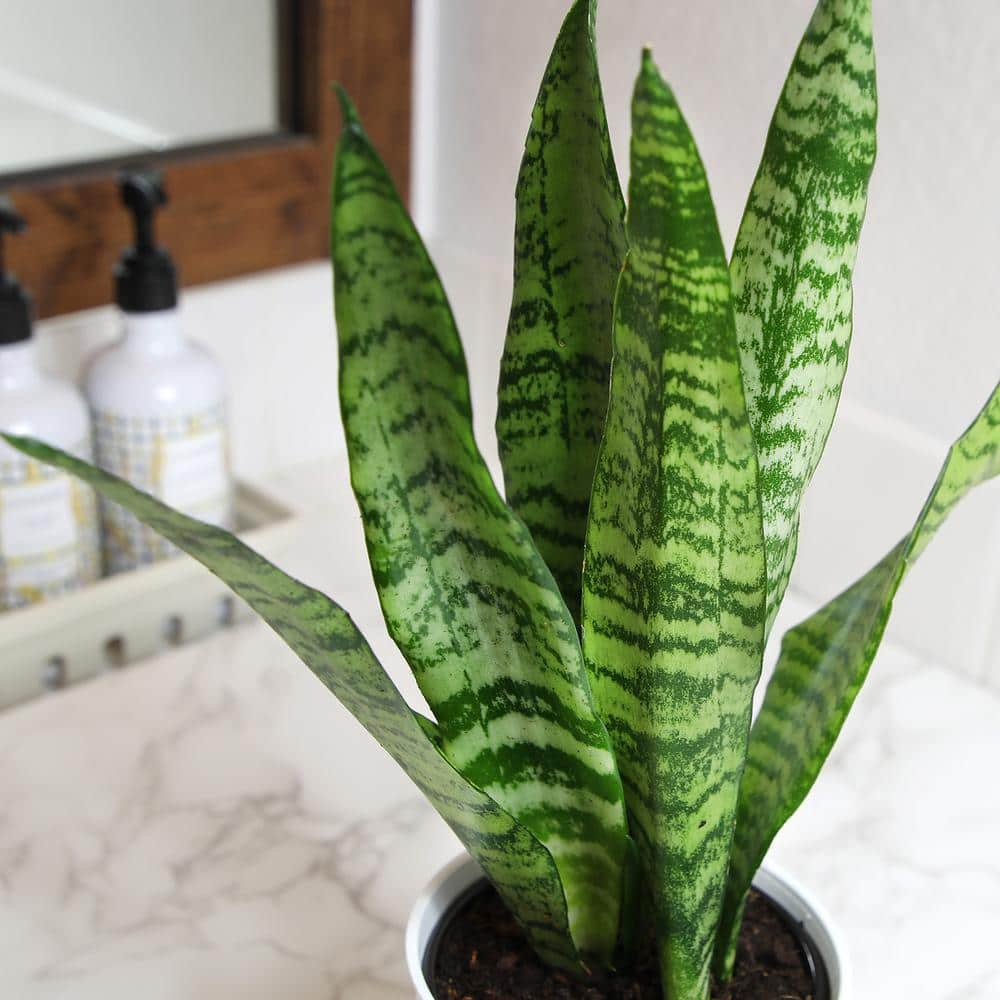 ALTMAN PLANTS Decorative Snake Plant Gift (Sansevieria Zeylanica) Variegated Houseplant in 4.25 in. White Pot 0873205