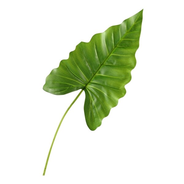 Small Philo Leaf