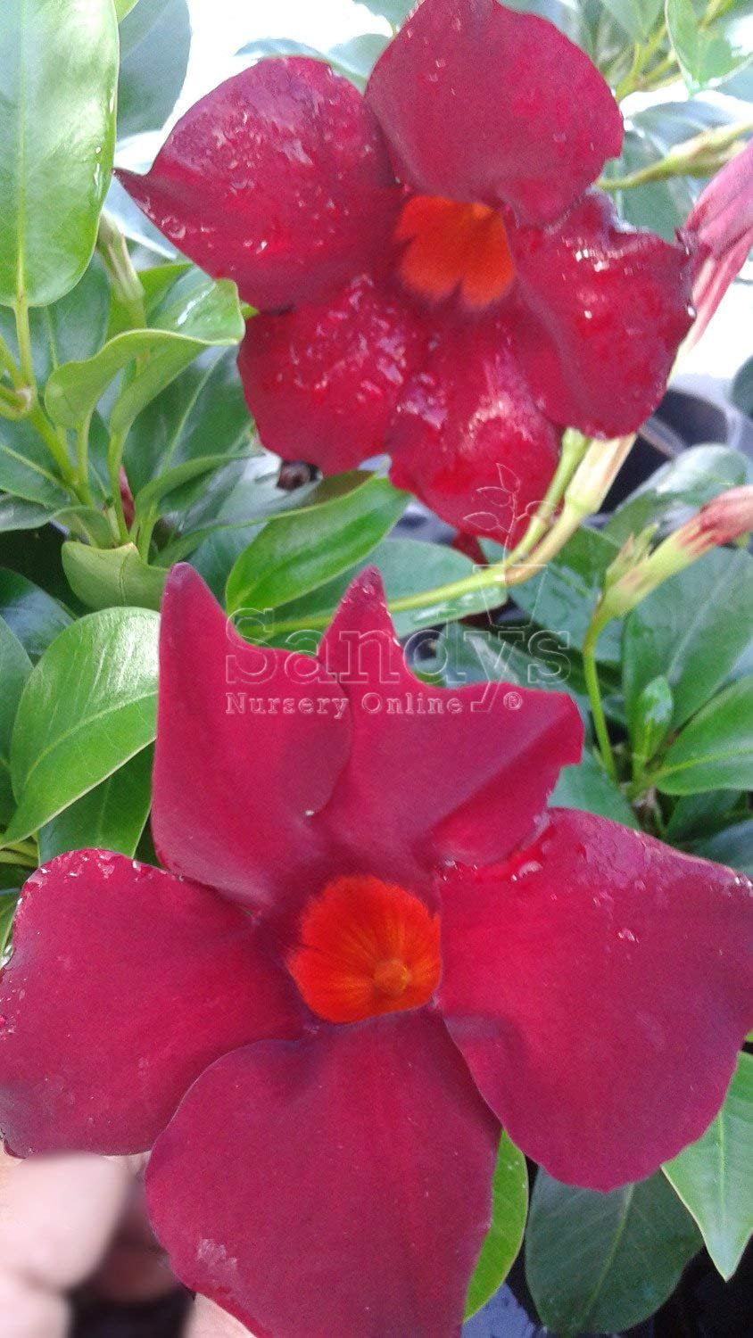 Mandevilla Tropical Plant， Garden Crimson Red Flower， 3 Inch Pot