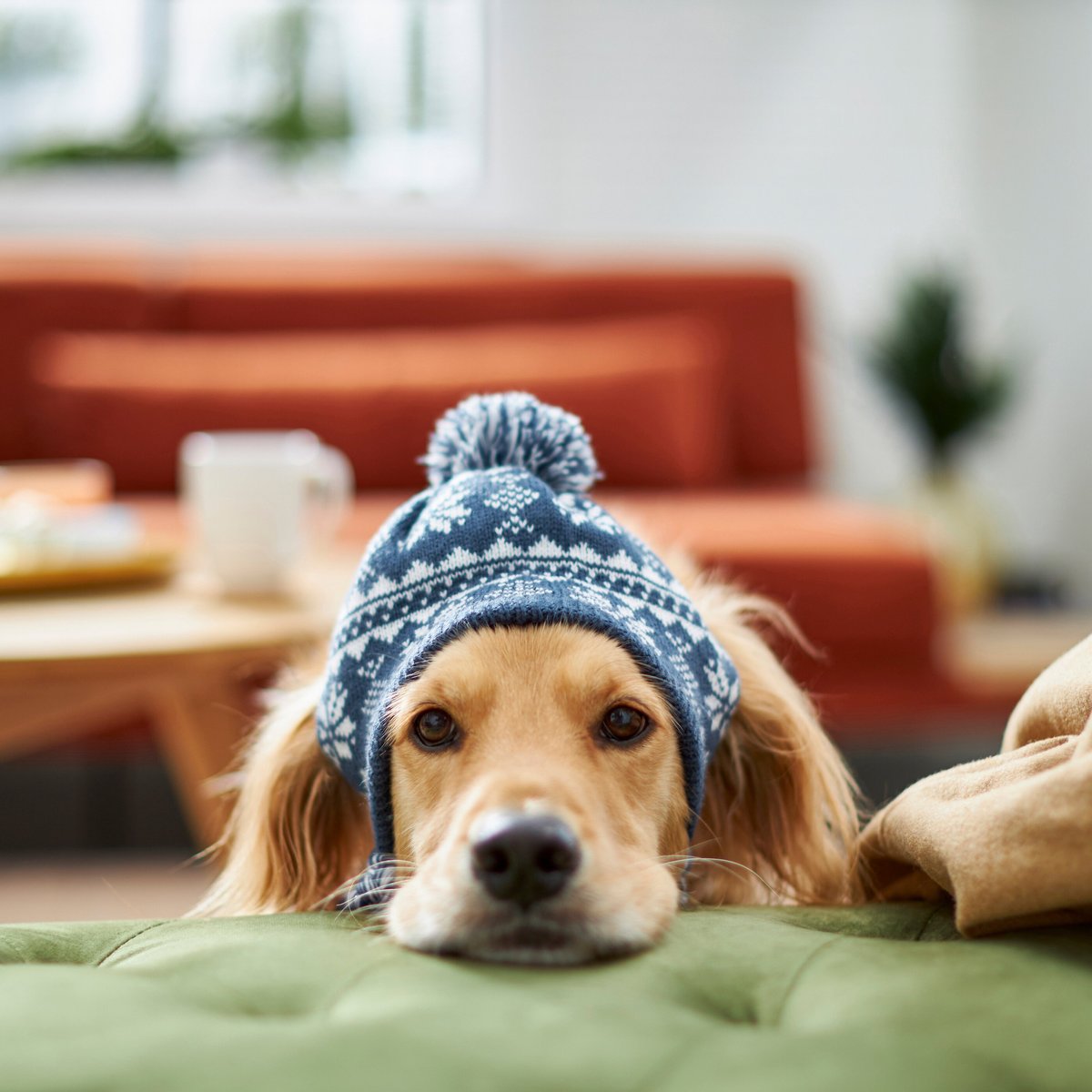 Frisco Fair Isle Dog and Cat Knitted Hat， Navy