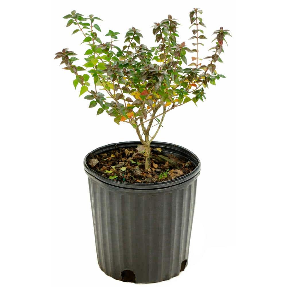 national PLANT NETWORK 2.25 Gal. Abelia Rose Creek Flowering Shrub with White Blooms HD7133