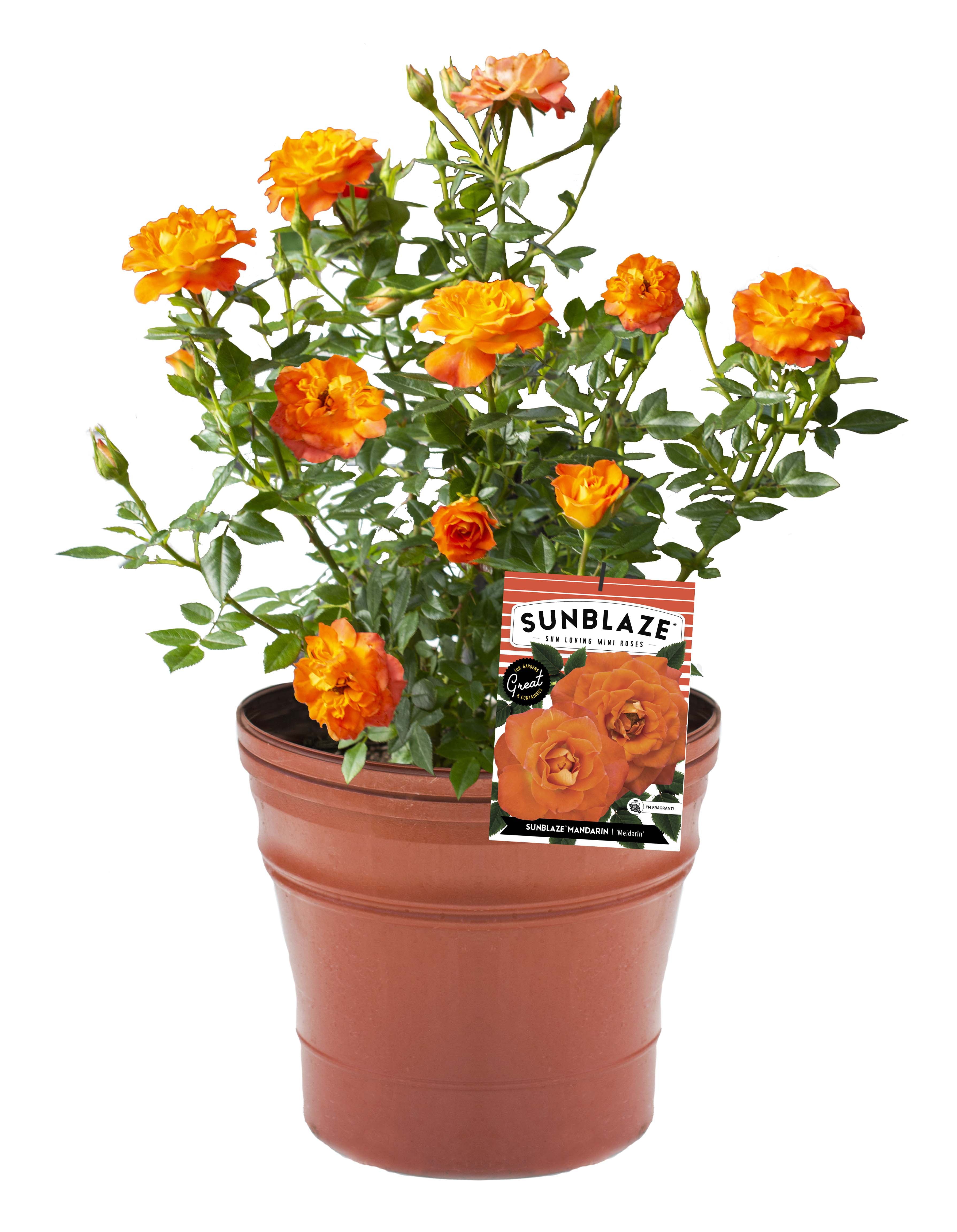 Bareroot Sunblaze® Mandarin Miniature Rose with Orange Flowers - Live Plants - 2 Piece