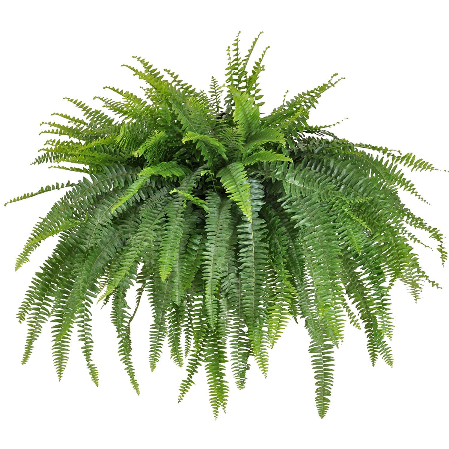 United Nursery Live Jumbo Boston Fern Plant 34-42 Inches Wide in 10 Inch Hanging Basket