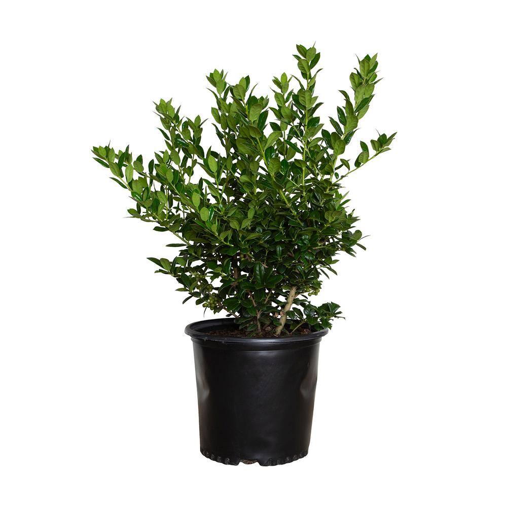 FLOWERWOOD 2.5 Gal - Dwarf Burford Holly(Ilex) Live Evergreen Shrub Glossy Foliage with a Single Spine 30653FL