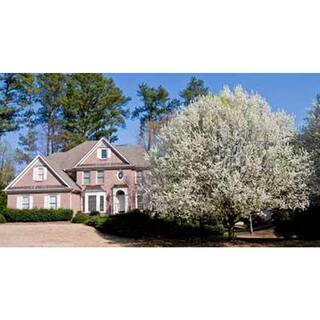 Brighter Blooms 5 Gal. White Cleveland Flowering Pear Tree PEA-CLE-56-5