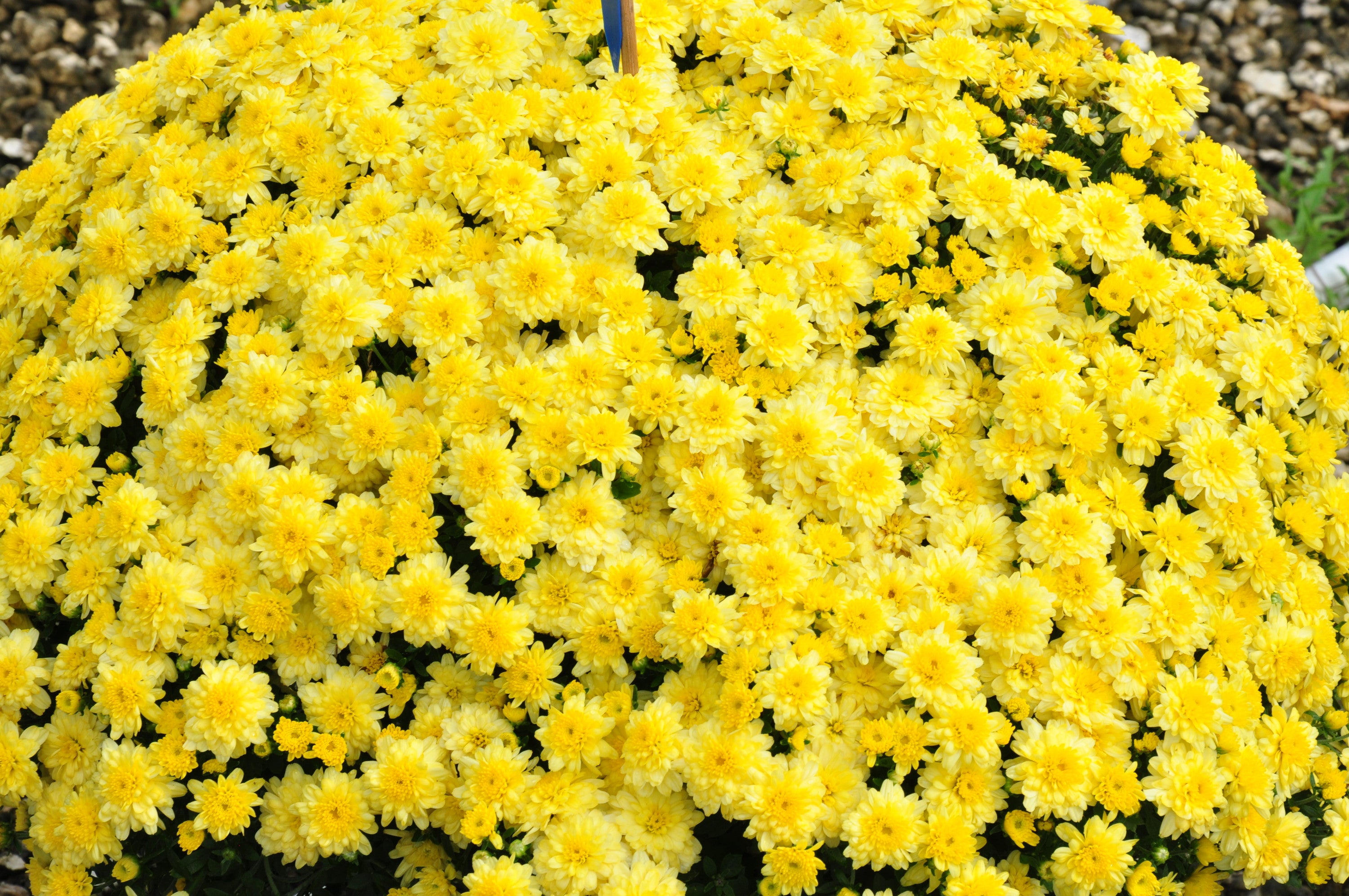 Costa Farms Live Indoor 11in. Tall Yellow Mums; Bright， Direct Sunlight Plant in 4in. Gift Wrap， 4-Pack