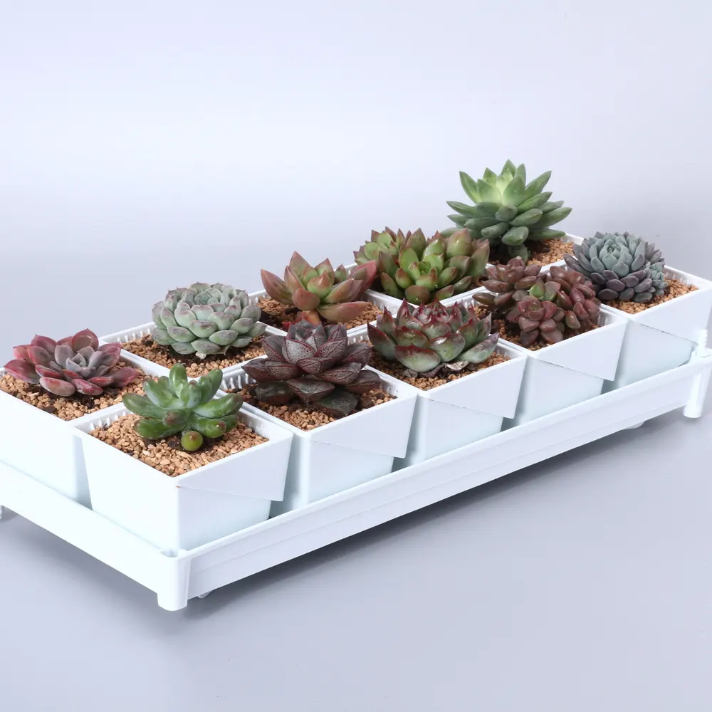 high quality small plastic succulent pots set with saucer tray 10 pot with tray garden supplies