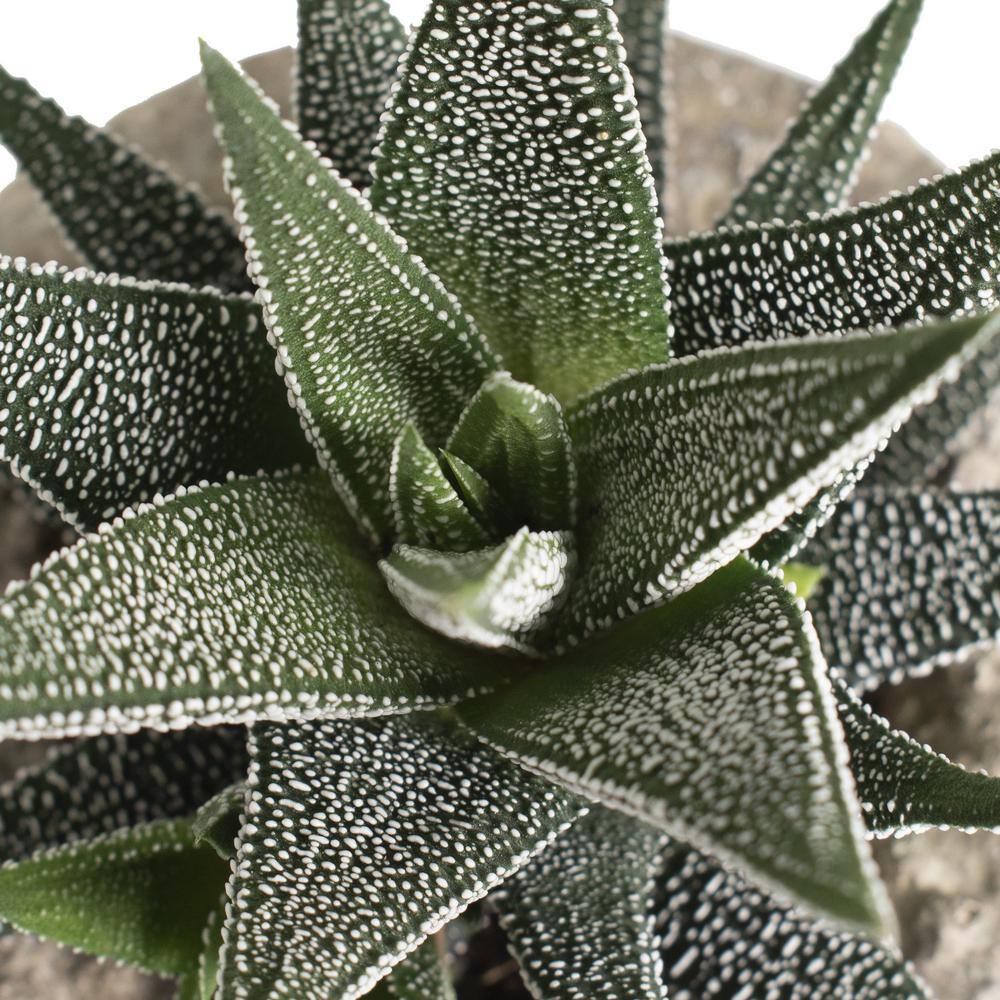 national PLANT NETWORK 4 in. Haworthia with Unique Blossoms in Decorative Stone Container (3-Pack) HD1633