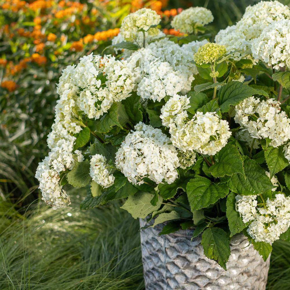 FIRST EDITIONS 2 Gal. FlowerFull Hydrangea Shrub with White Blooms 17122