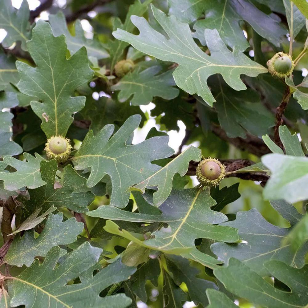 1 Gal. Bur Oak Deciduous Shade Tree OAKBUR01G