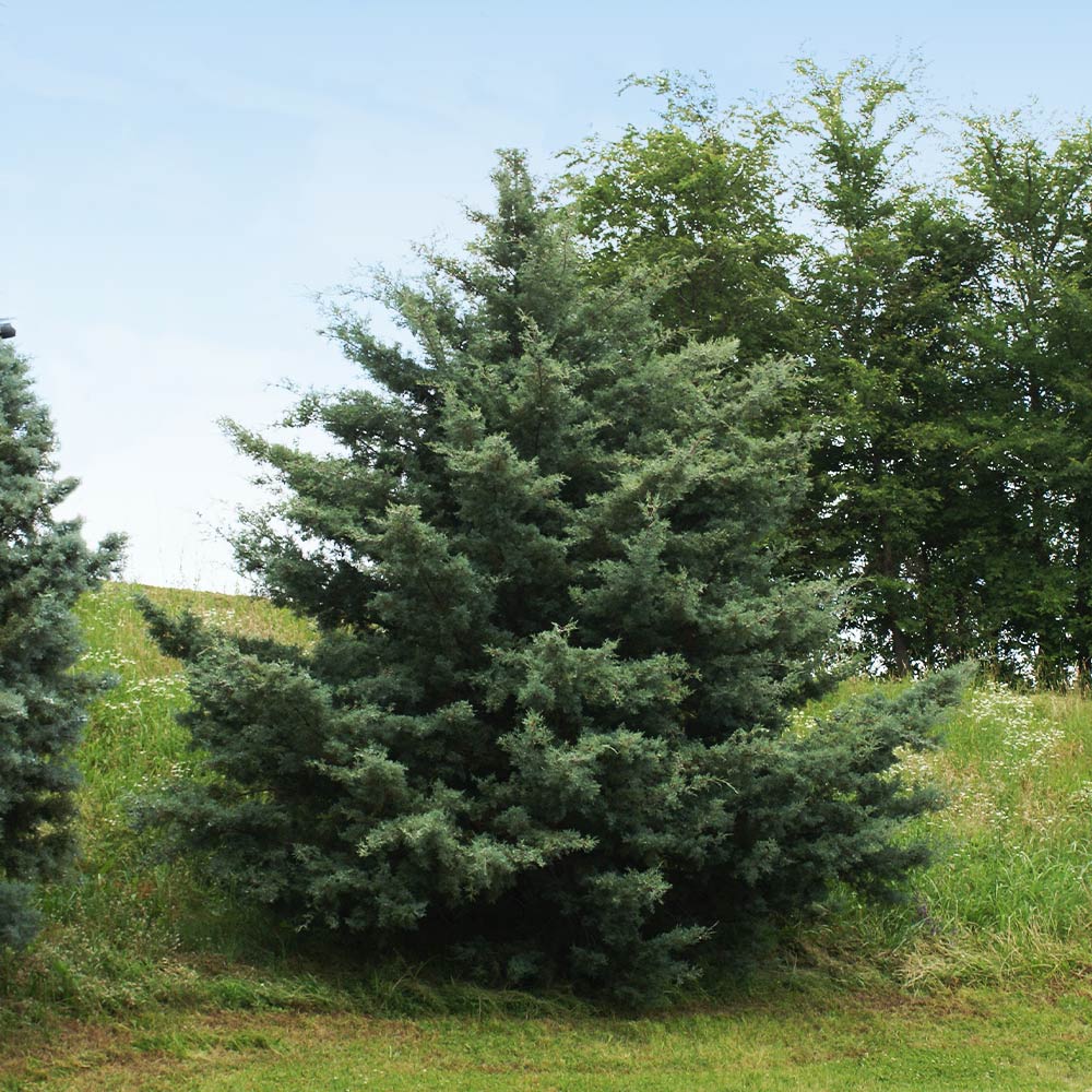 Drought-Tolerant Evergreen Tree