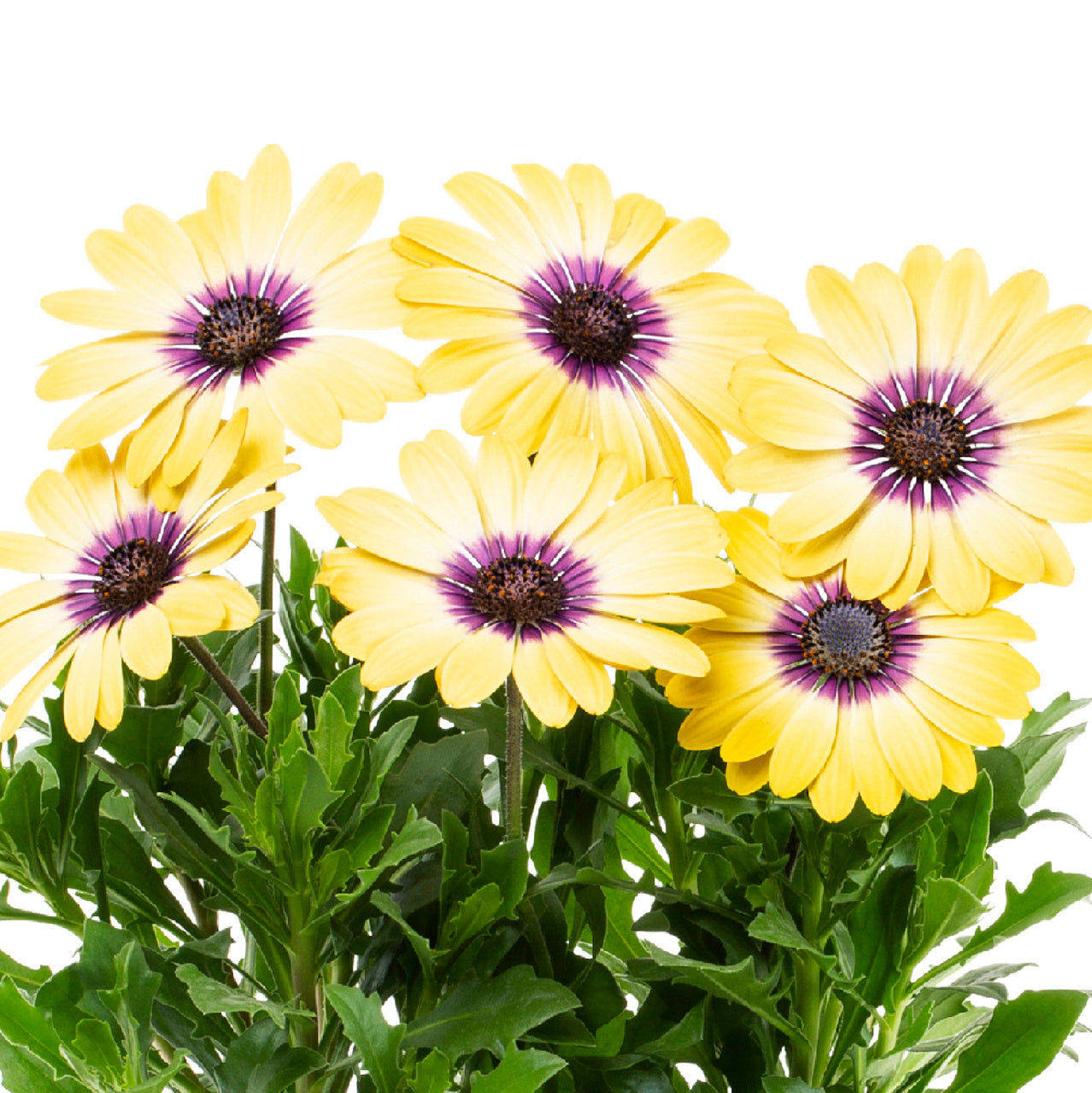 Better Homes and Gardens 1QT Yellow Osteospermum with Pot， 5 Pack， Live Plant