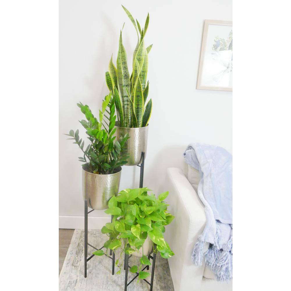 BELL NURSERY 2 Gal. ZZ Plant (Zamioculcas Zamiifolia) Live Indoor House Plant in 10 in. Nursery Pot ZPLAN10GRE1PK