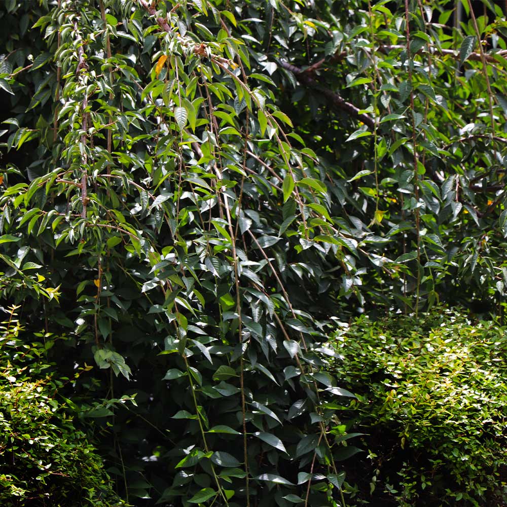 Weeping Yoshino Cherry Tree