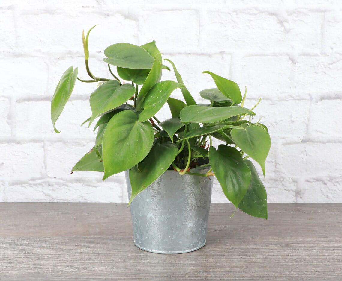 Live Green Heartleaf Philodendron Plant - 4