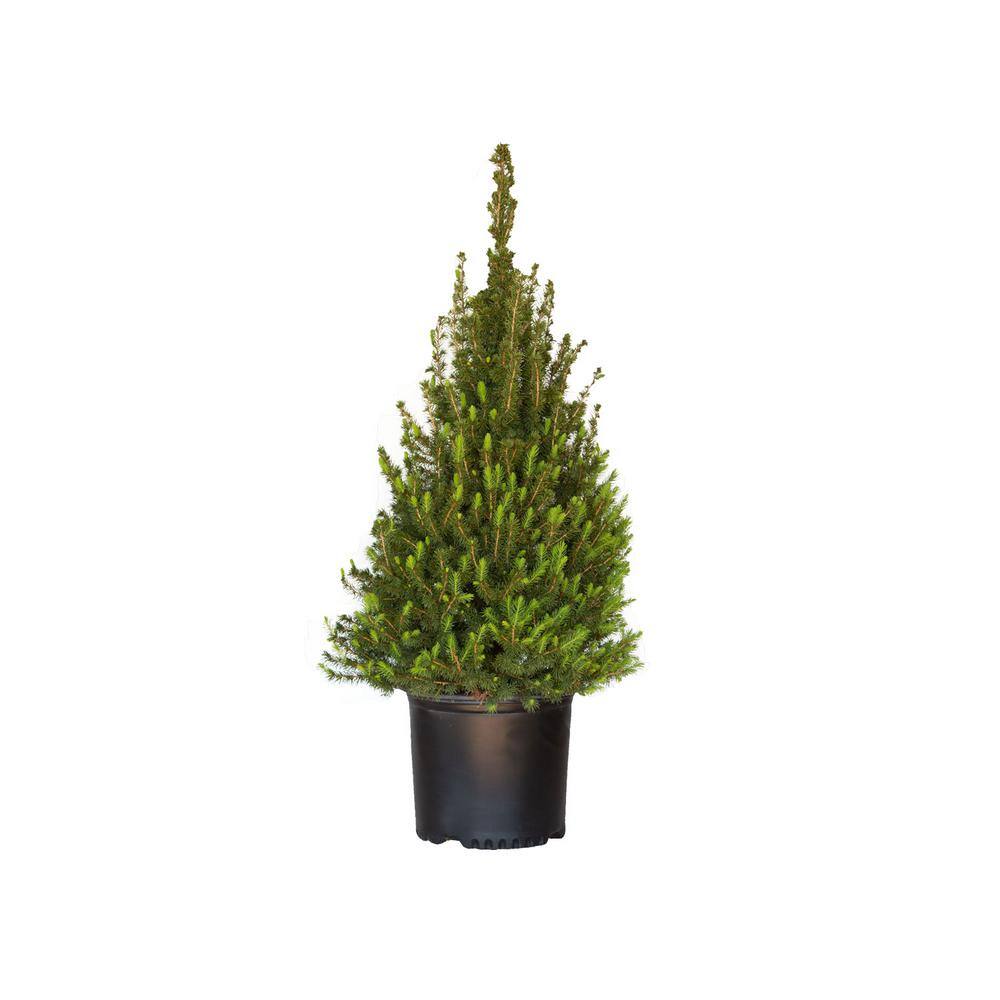 FLOWERWOOD 3 Gal. Dwarf Alberta Spruce Tree with Naturally Pyramidal Evergreen Foliage 47133