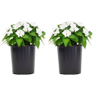 SunPatiens 1 Gal. Compact White SunPatiens Impatiens Outdoor Annual Plant with White Flowers (2-Plants) DC1GSUNWHIT2