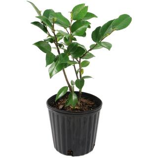 national PLANT NETWORK 2.5 Qt. High Fragrance Camellia Japonica Plant with Pink Blooms HD7504