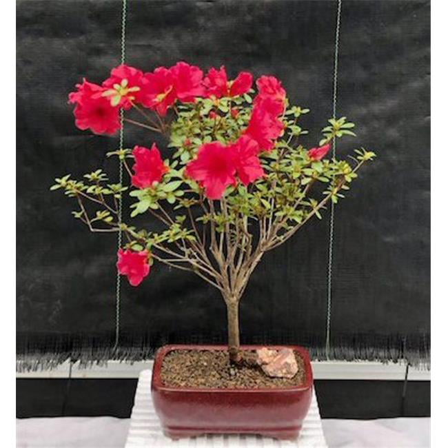 Bonsai Boy of New York e2921 Rhododendron Red Vivid Flowering Tropical Red Azalea Bonsai Tree