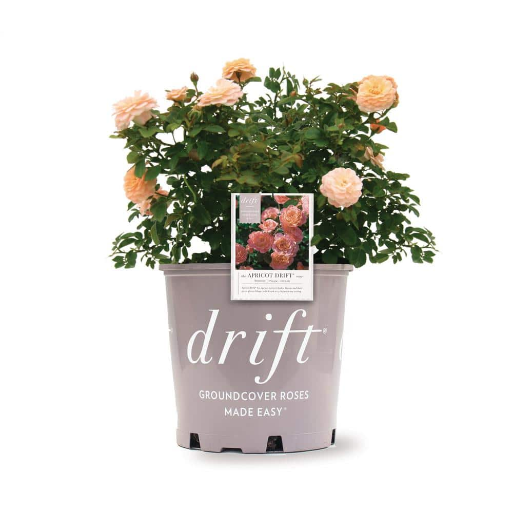 Drift 1 Gal. Apricot Drift Live Rose Bush with Orange Flowers ROSA1APR1PK