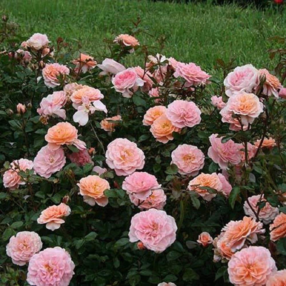 Drift 1 Gal. Apricot Drift Live Rose Bush with Orange Flowers ROSA1APR1PK