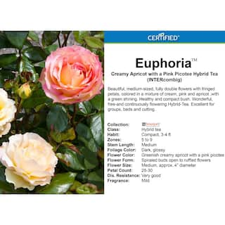 My Bouquet 2 Gal. Euphoria Rose with Creamy Apricot Flowers 17530