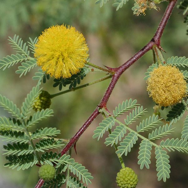 Acacia arabica