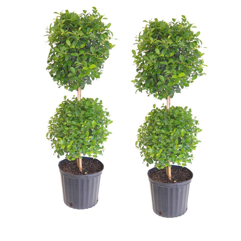 United Nursery Eugenia Topiary Shrub Live Outdoor Tree in 9.25 in. Grower (Pot 2-Pack) 00625