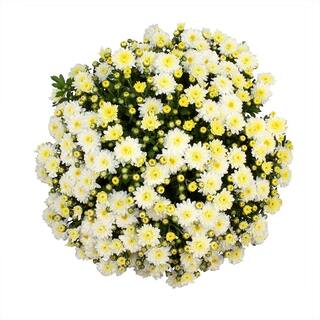 ALTMAN PLANTS 1 gal. White Mum Chrysanthemum (Single) 0881136