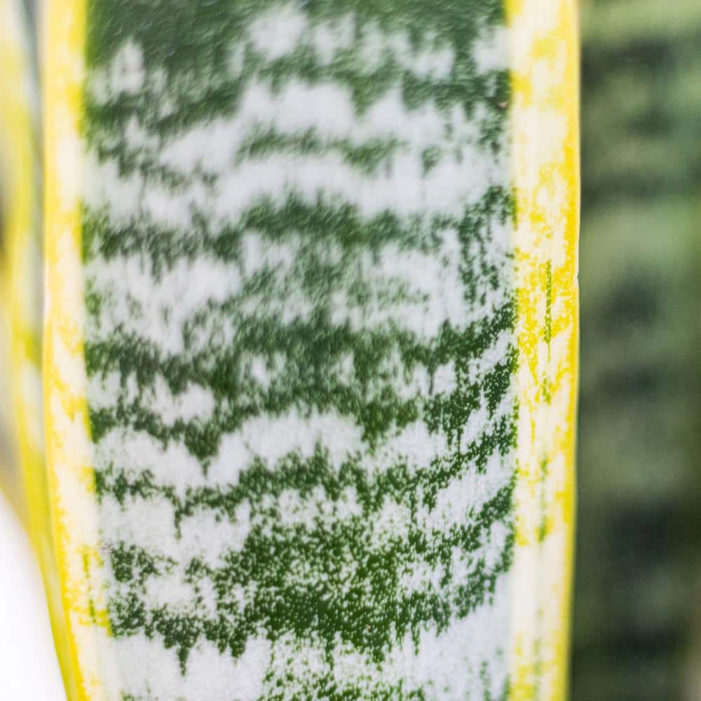 United Nursery Live Snake Plant Sansevieria Laurentii in 6 inch Grower Pot 22440